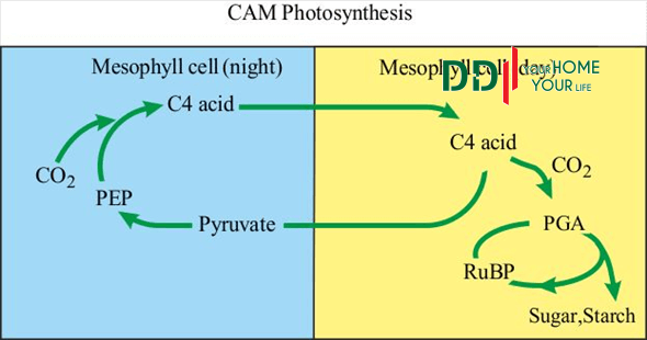 Cơ chế sinh học của cây CAM